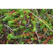 empetrum nigrum l.