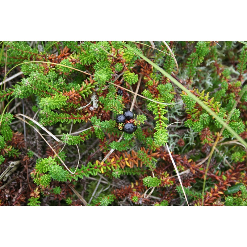 empetrum nigrum l.