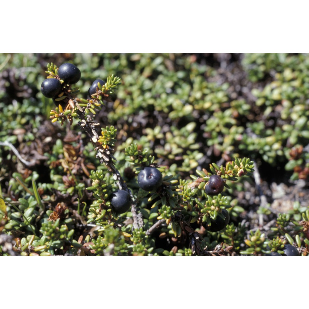empetrum nigrum l.