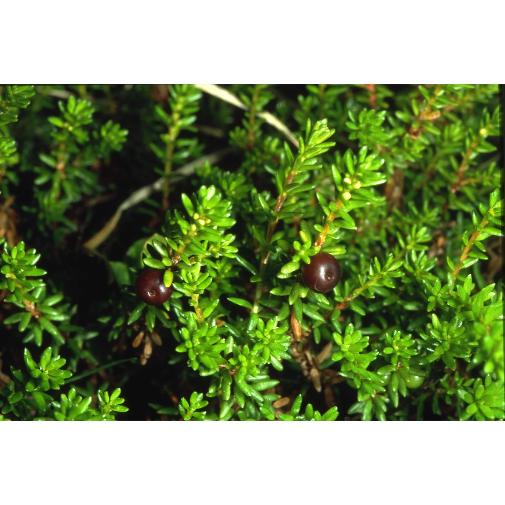 empetrum nigrum l.