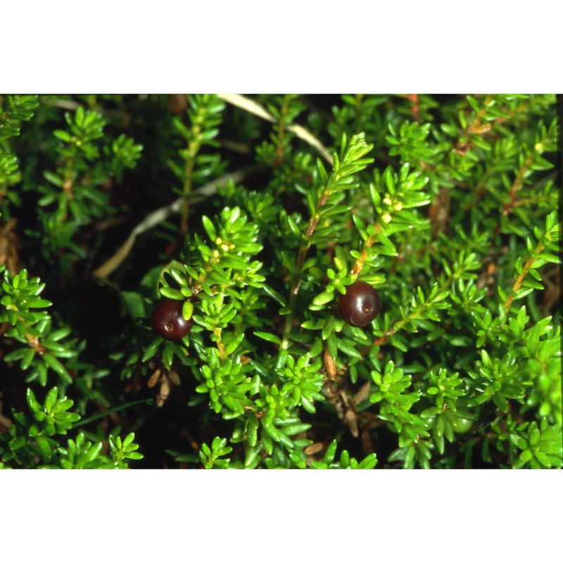 empetrum nigrum l.