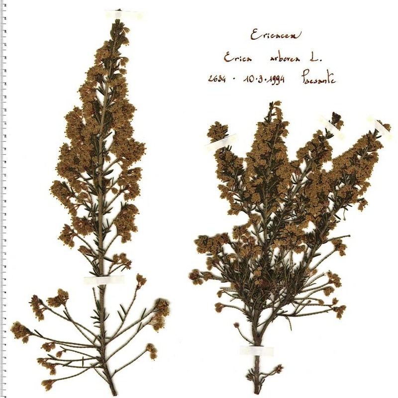 erica arborea l.