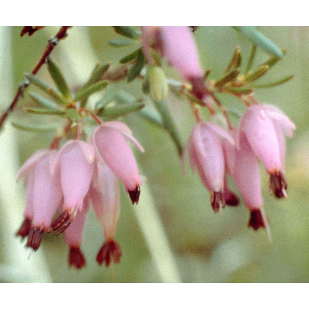 erica carnea l.