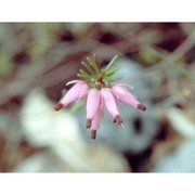 erica carnea l.