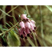 erica carnea l.