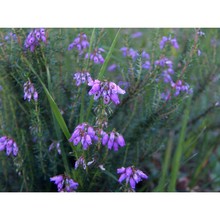erica cinerea l.