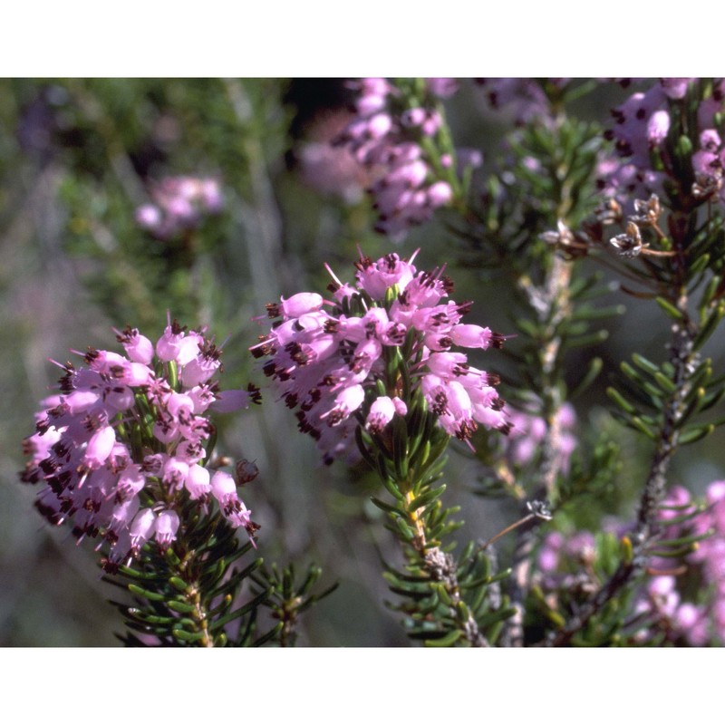 erica multiflora l.