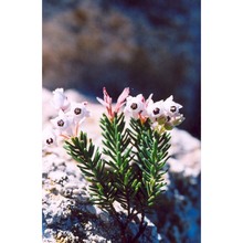 erica sicula guss. subsp. sicula