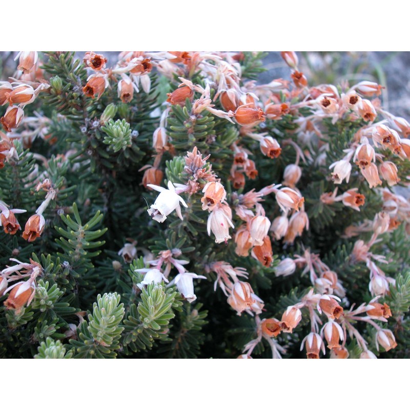erica sicula guss. subsp. sicula