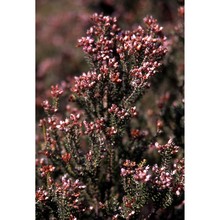 erica terminalis salisb.