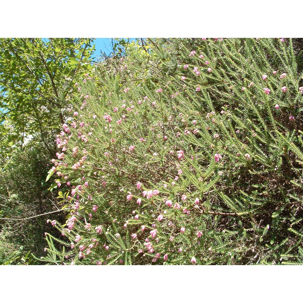 erica terminalis salisb.