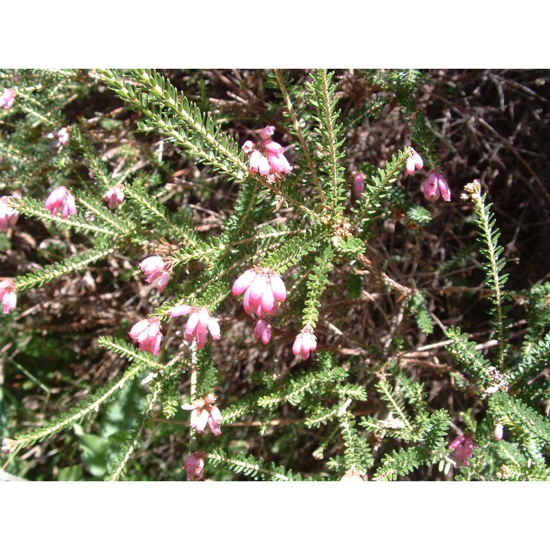 erica terminalis salisb.