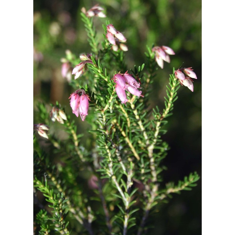 erica terminalis salisb.