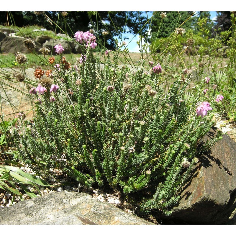 erica tetralix l.