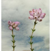 erica tetralix l.