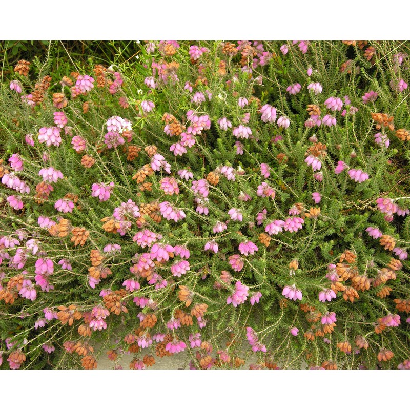 erica tetralix l.