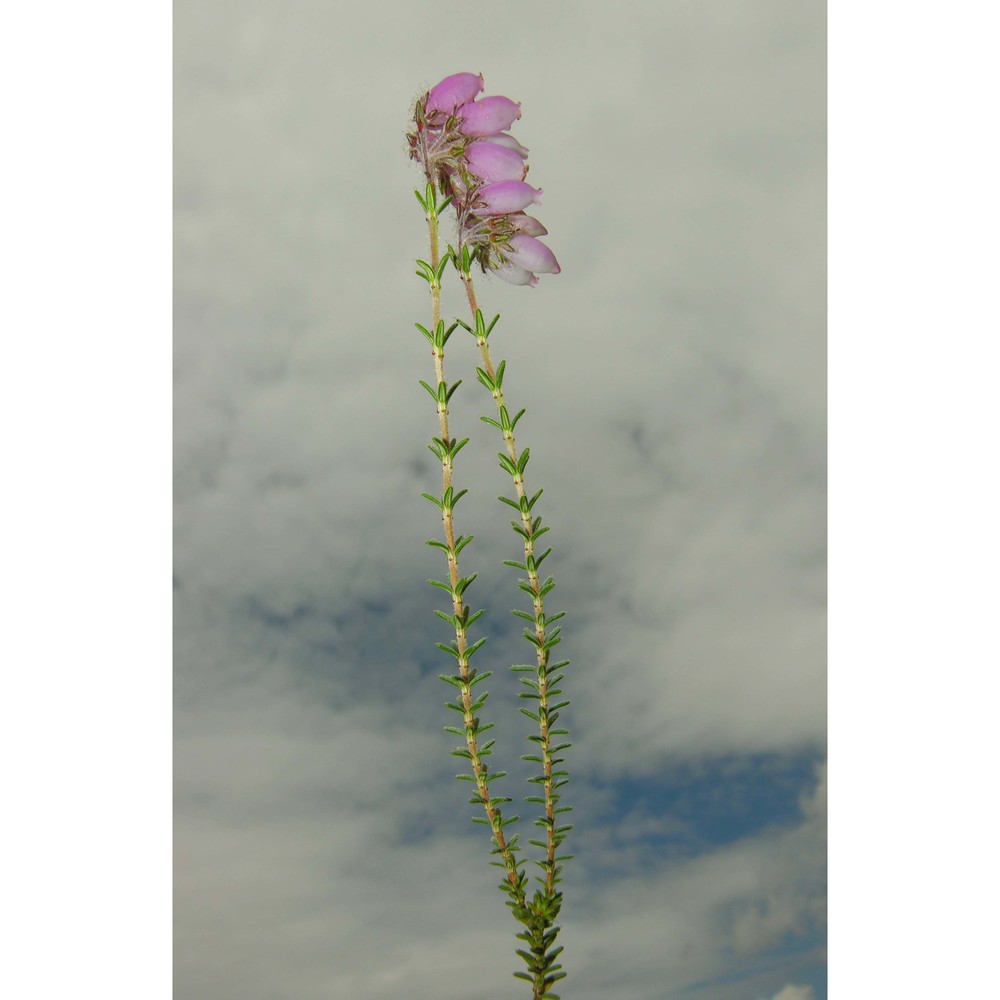 erica tetralix l.