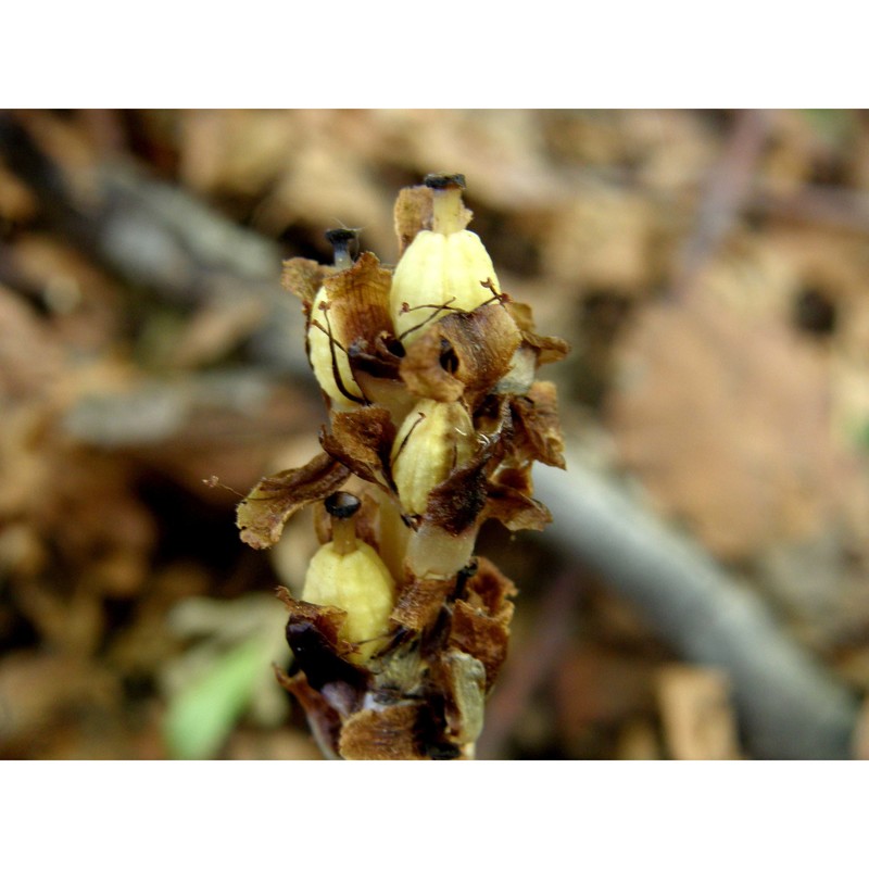 hypopitys hypophegea (wallr.) g. don fil.