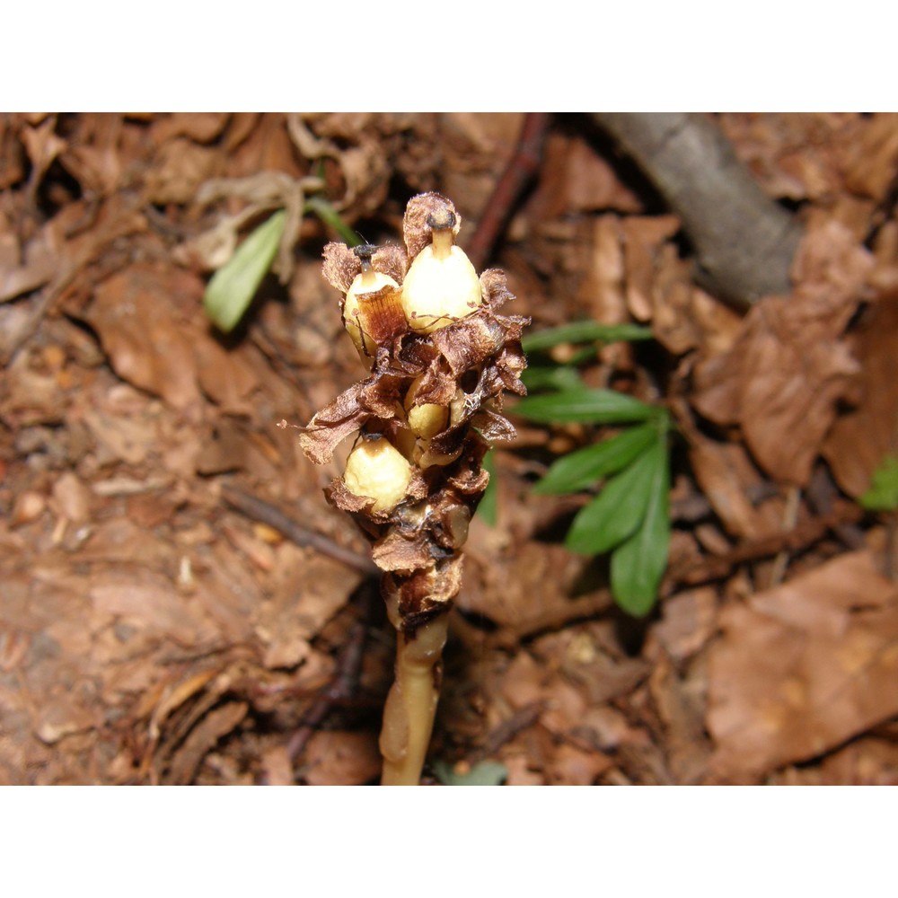 hypopitys hypophegea (wallr.) g. don fil.