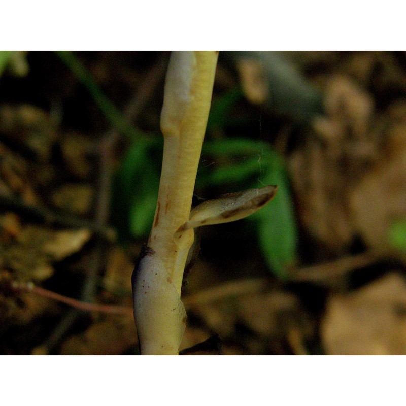 hypopitys hypophegea (wallr.) g. don fil.