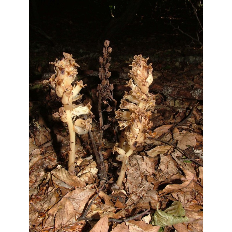 hypopitys monotropa crantz