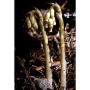 hypopitys monotropa crantz