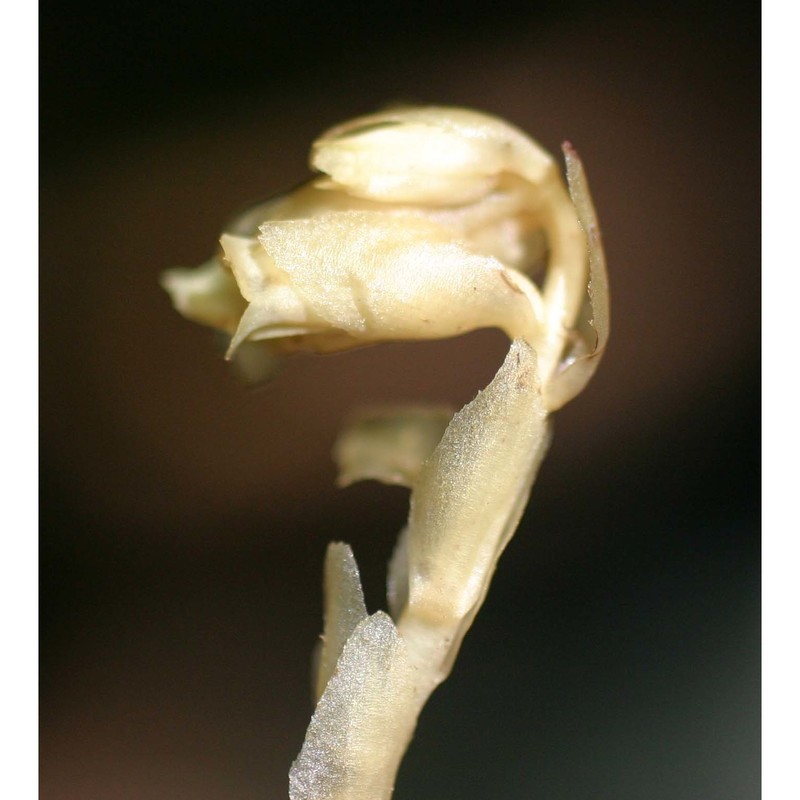 hypopitys monotropa crantz