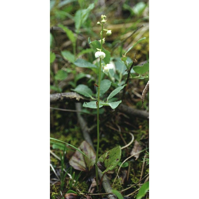 pyrola chlorantha sw.