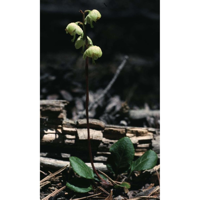 pyrola chlorantha sw.