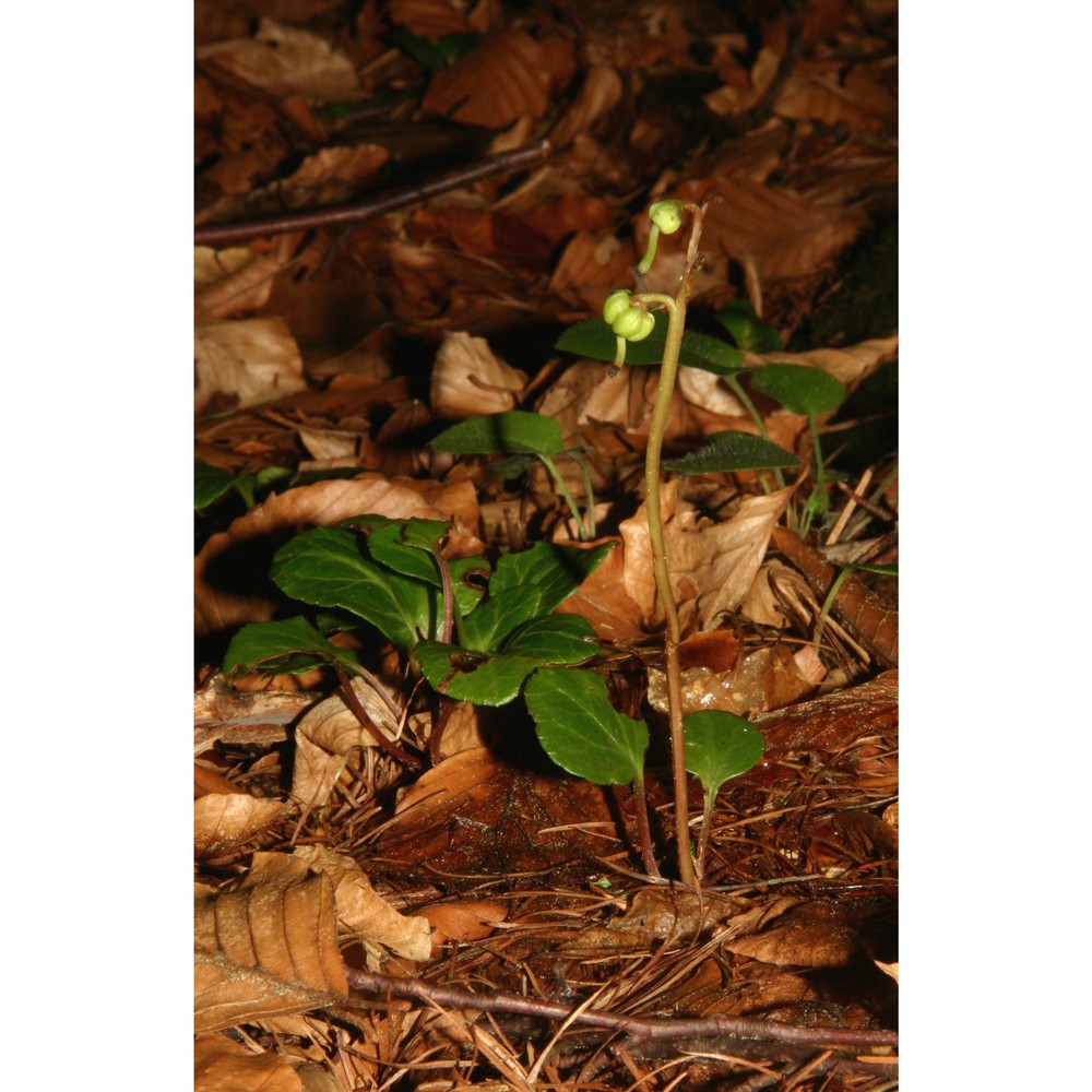 pyrola chlorantha sw.