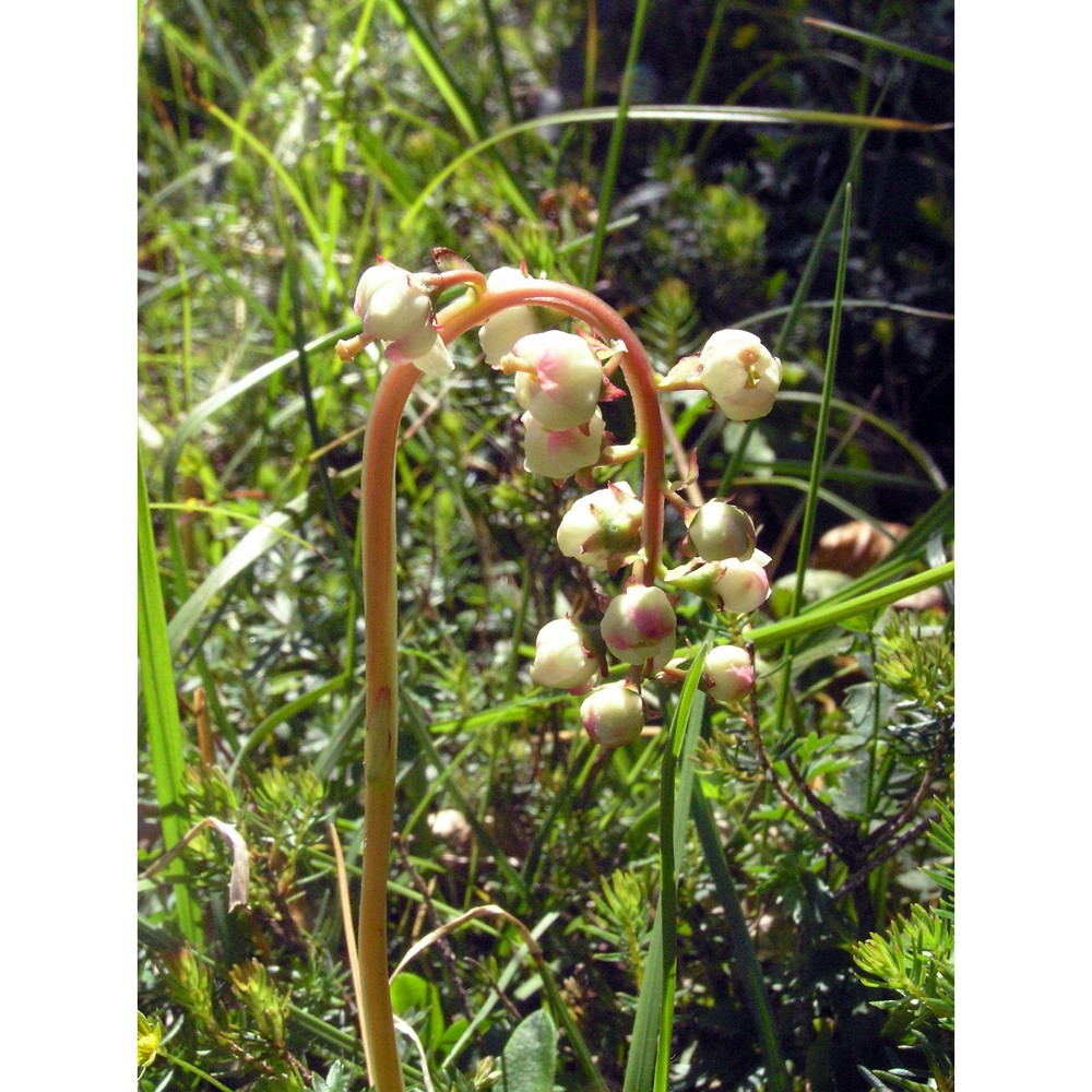 pyrola media sw.