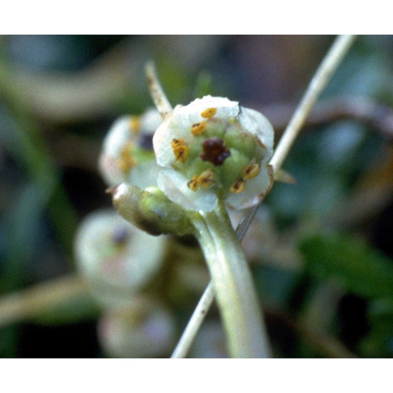 pyrola minor l.