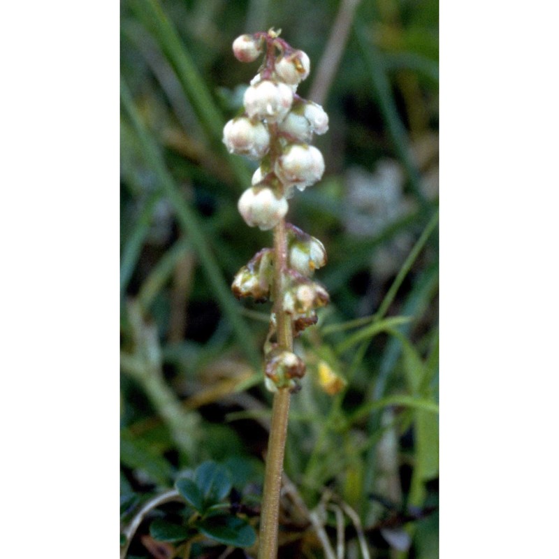 pyrola minor l.