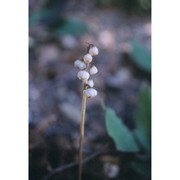 pyrola minor l.