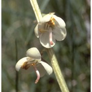 pyrola rotundifolia l.