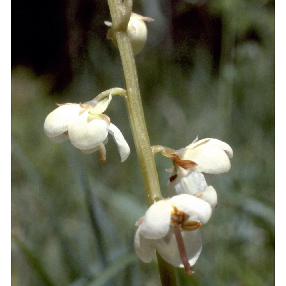 pyrola rotundifolia l.