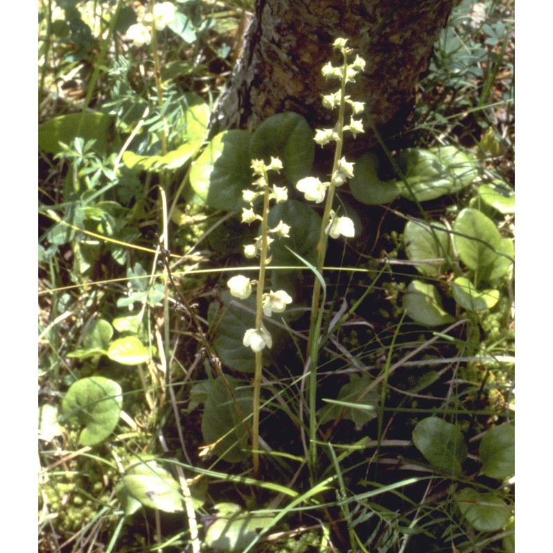 pyrola rotundifolia l.