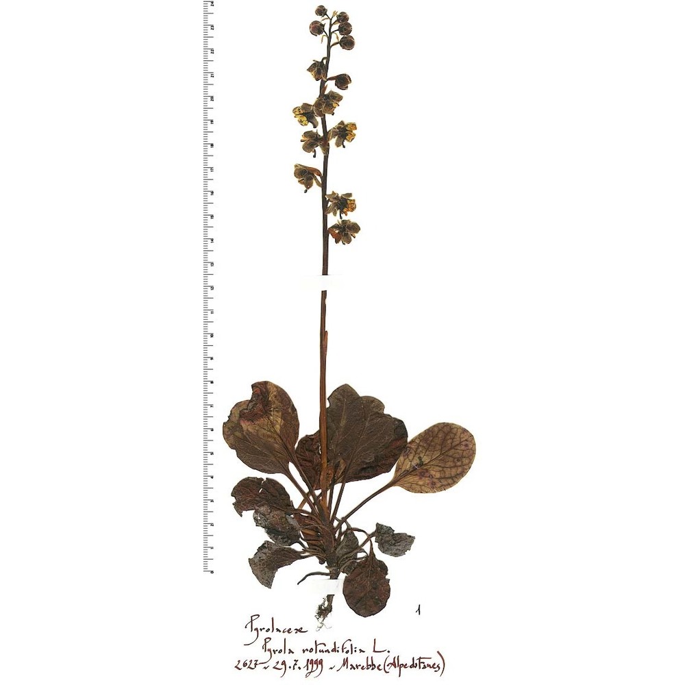 pyrola rotundifolia l.