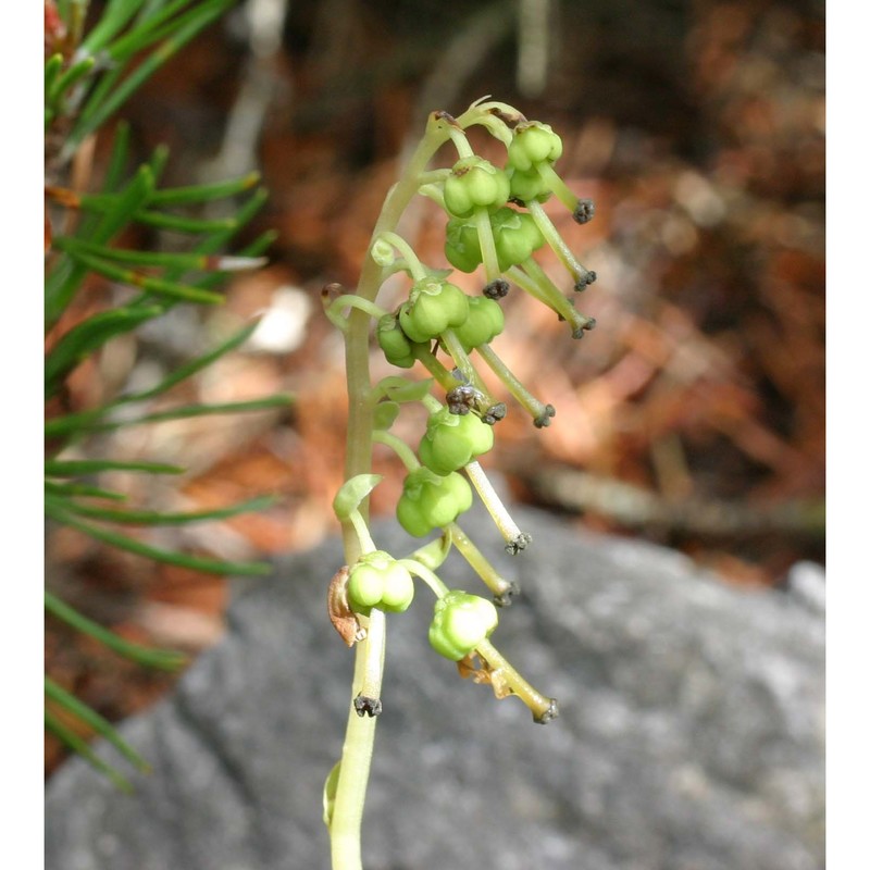 pyrola secunda l.