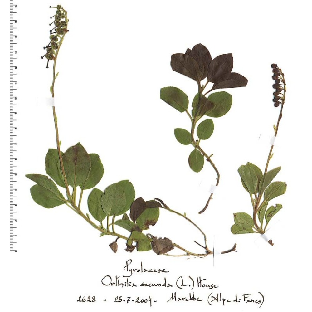 pyrola secunda l.