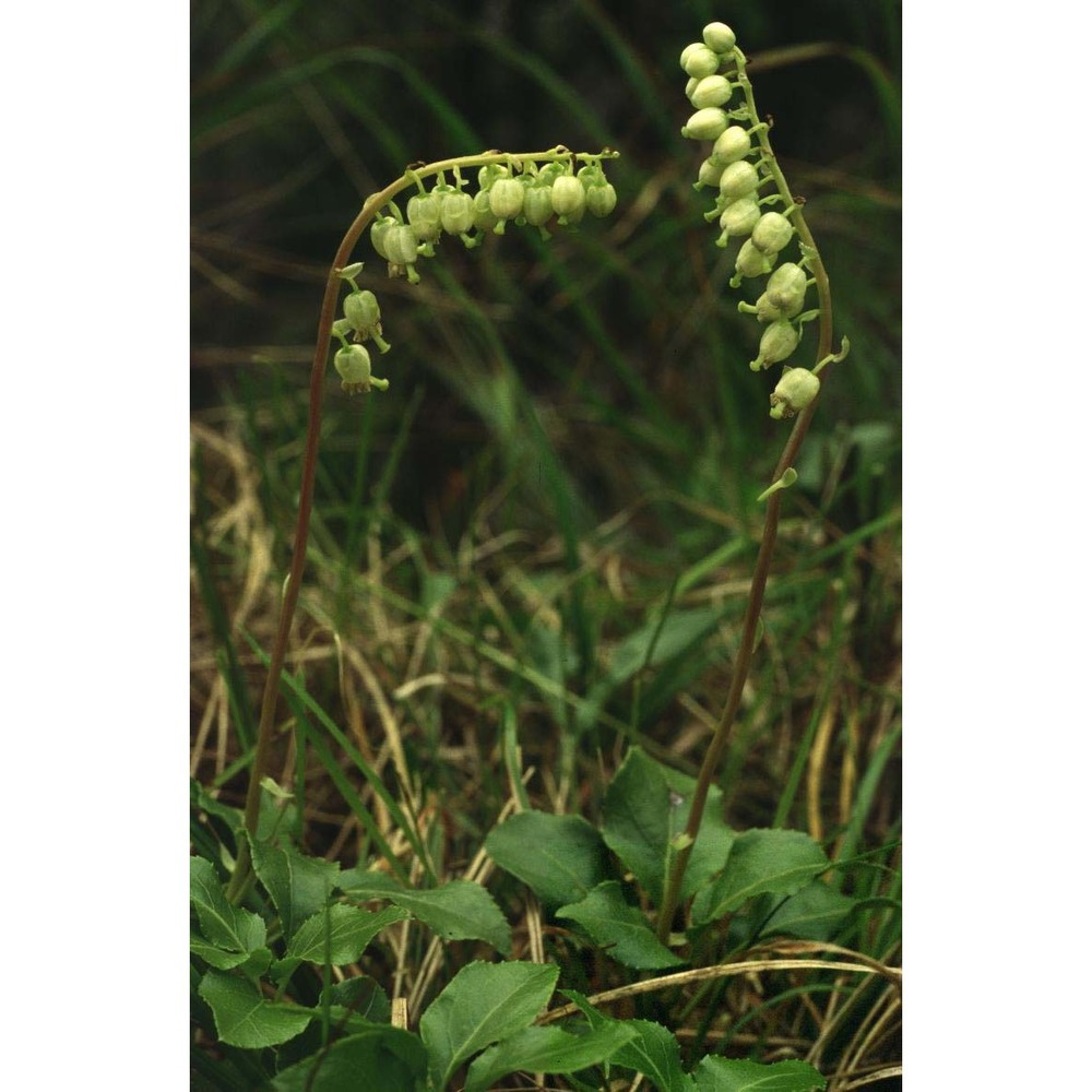 pyrola secunda l.