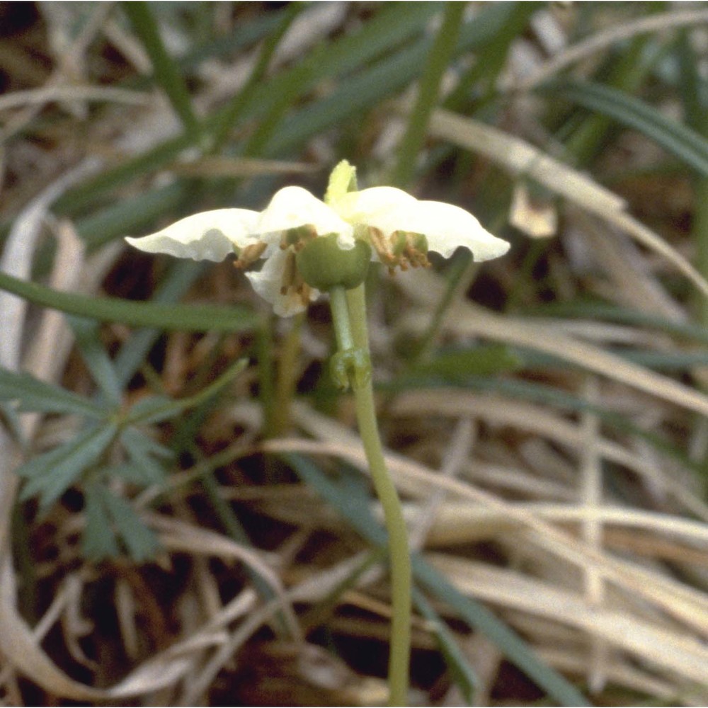 pyrola uniflora l.