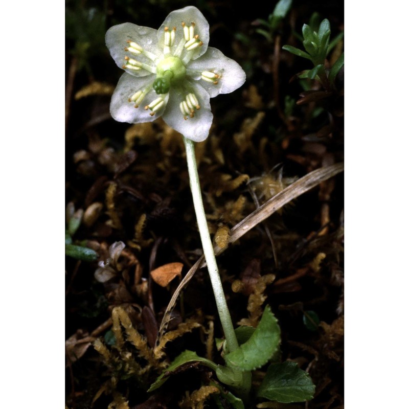 pyrola uniflora l.