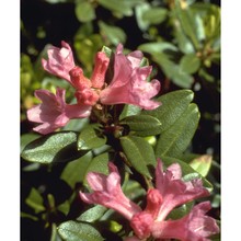 rhododendron ferrugineum l.