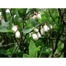 vaccinium gaultherioides bigelow