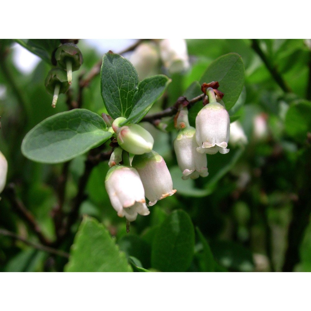 vaccinium gaultherioides bigelow