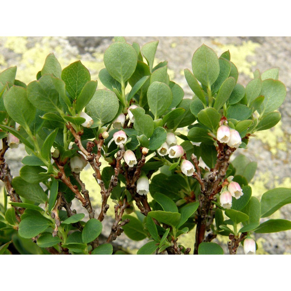 vaccinium gaultherioides bigelow