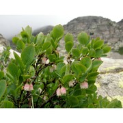 vaccinium gaultherioides bigelow