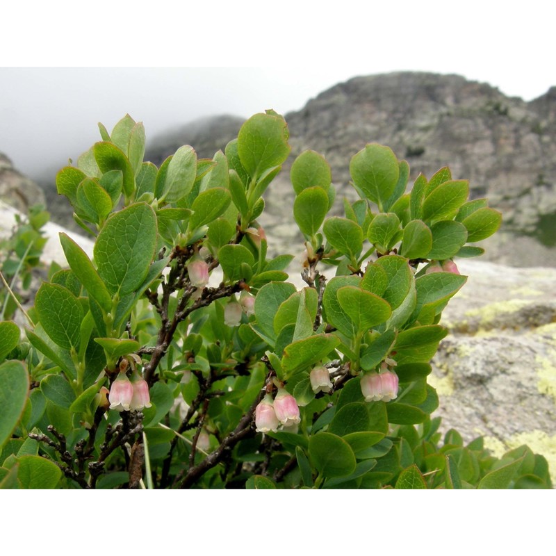 vaccinium gaultherioides bigelow