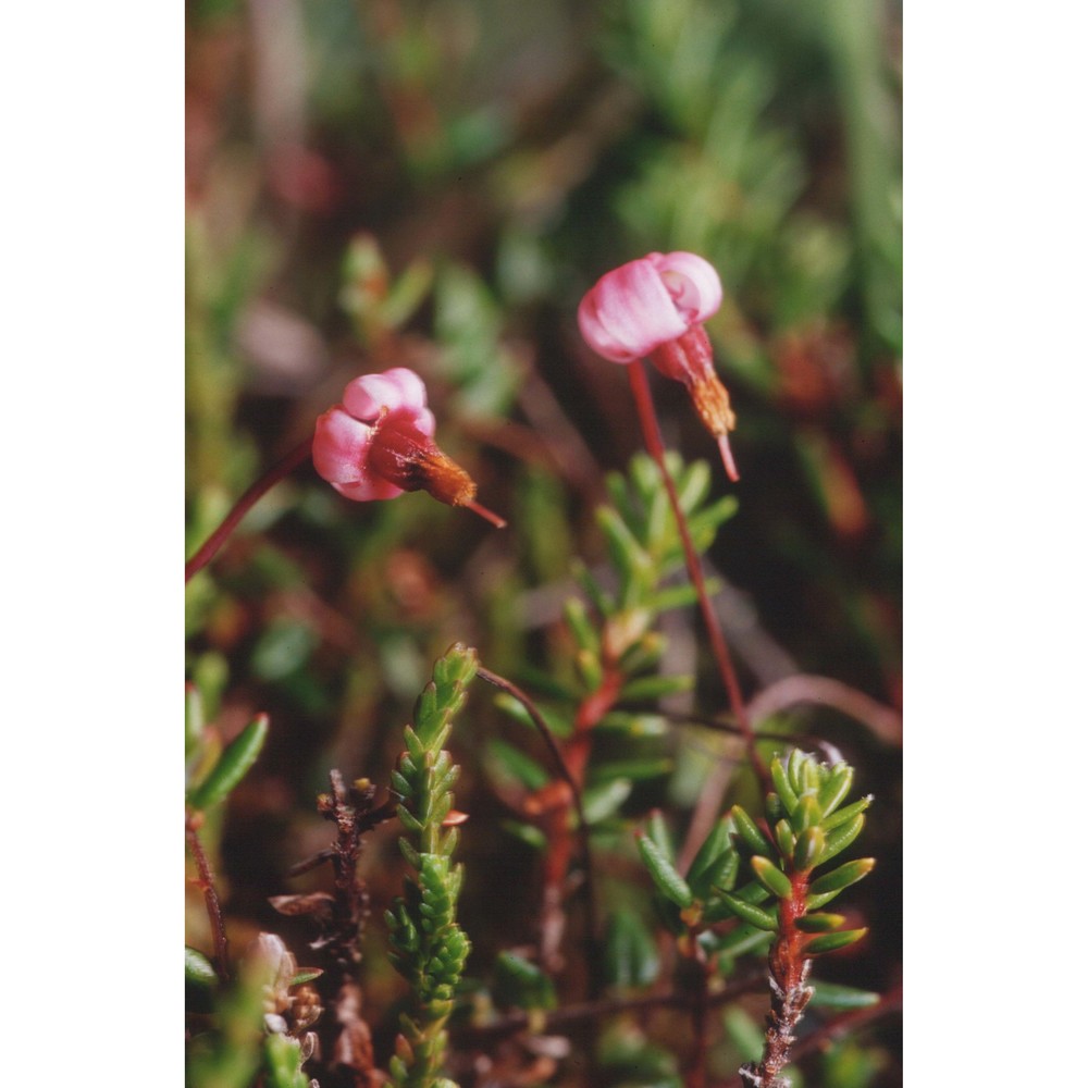 vaccinium microcarpum (turcz. ex rupr.) schmalh.